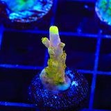 CB Golden Jawdropper Acropora Coral