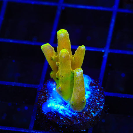 CB Golden Jawdropper Acropora Coral