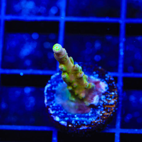 CB Golden Jawdropper Acropora Coral