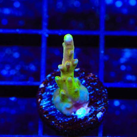CB Golden Jawdropper Acropora Coral