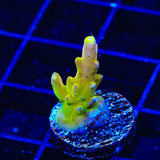 CB Golden Jawdropper Acropora Coral