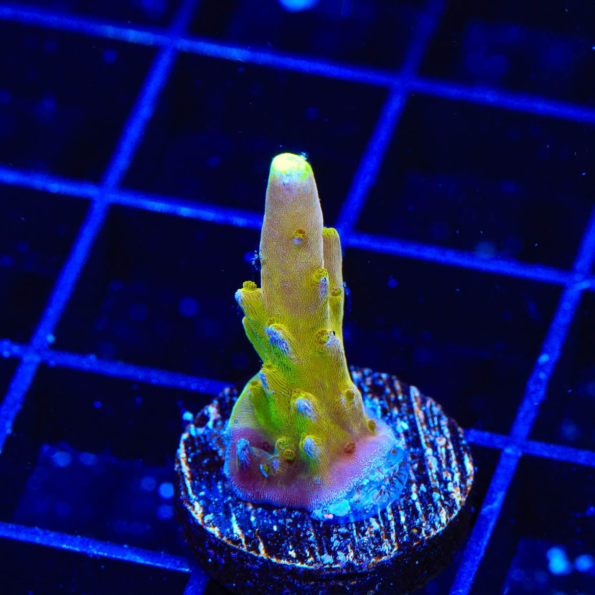 CB Golden Jawdropper Acropora Coral