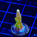 CB Golden Jawdropper Acropora Coral