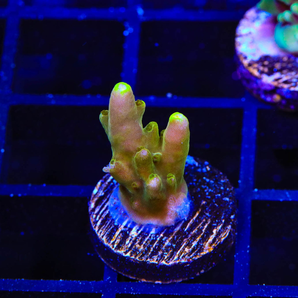 CB Golden Jawdropper Acropora Coral