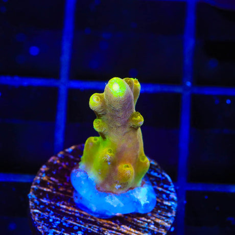 CB Golden Jawdropper Acropora Coral