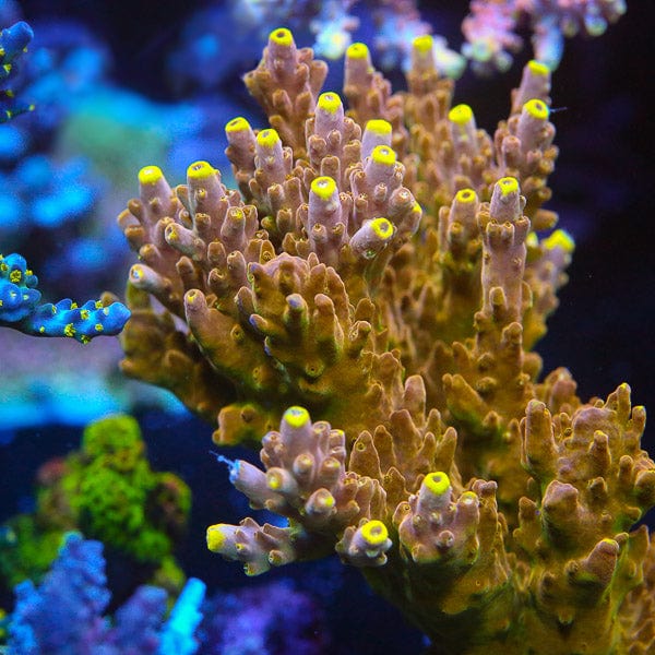 CB Golden Jawdropper Acropora Coral – Top Shelf Aquatics