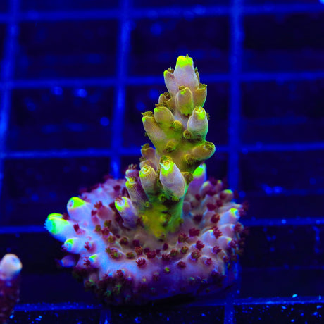 CB Golden Jawdropper Acropora Coral