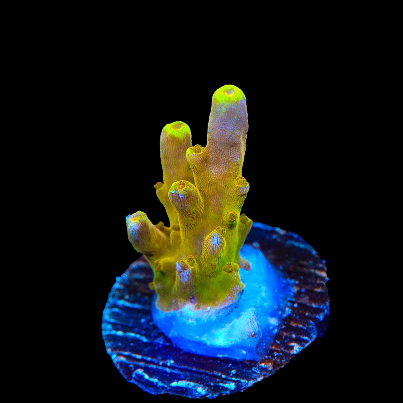 CB Golden Jawdropper Acropora Coral – Top Shelf Aquatics