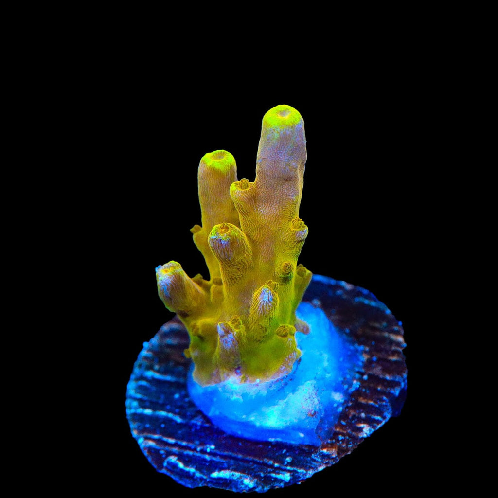 CB Golden Jawdropper Acropora Coral