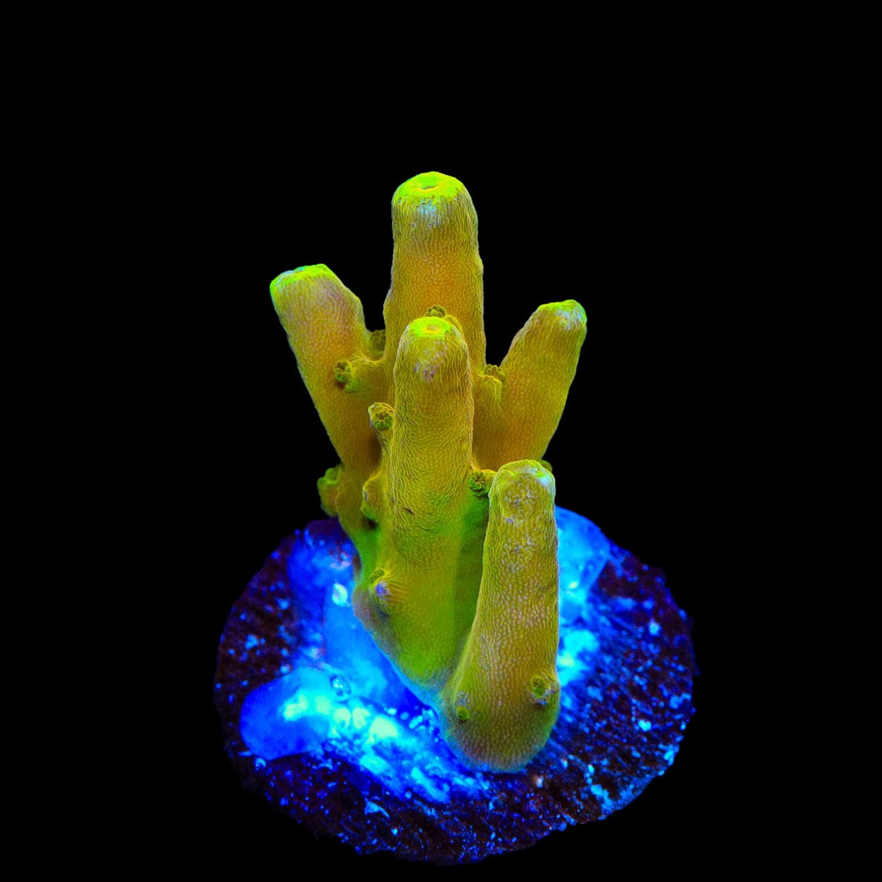 CB Golden Jawdropper Acropora Coral – Top Shelf Aquatics