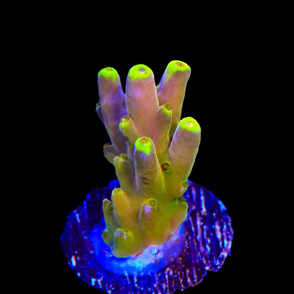 CB Golden Jawdropper Acropora Coral