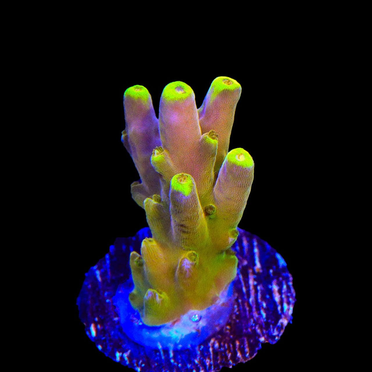 CB Golden Jawdropper Acropora Coral