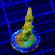 CB Golden Jawdropper Acropora Coral