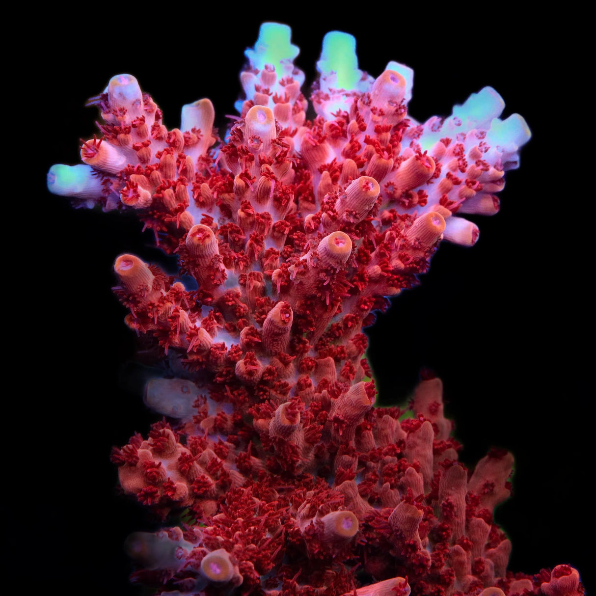 CB Maleficent Acropora Coral