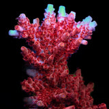 CB Maleficent Acropora Coral