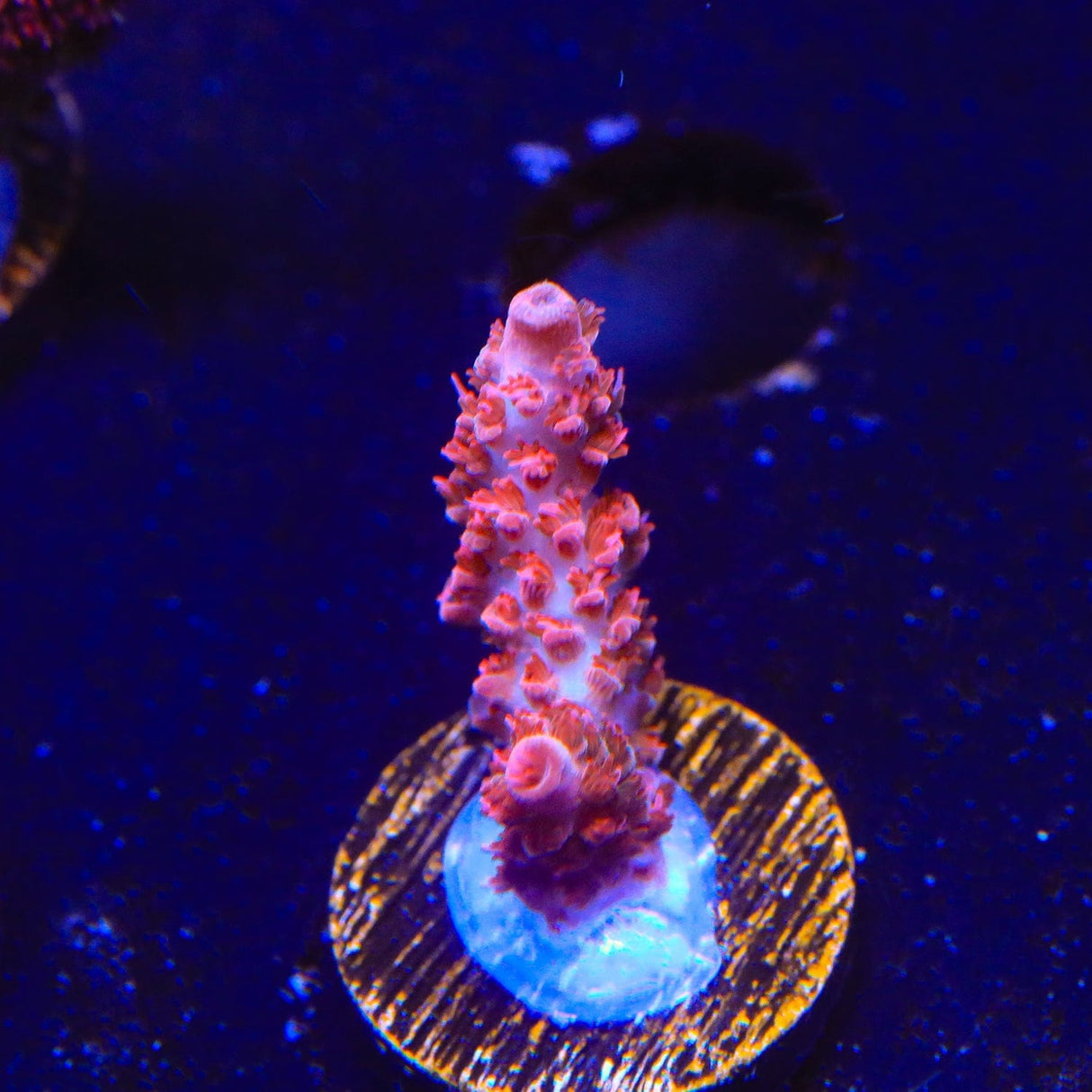 CB Maleficent Acropora Coral