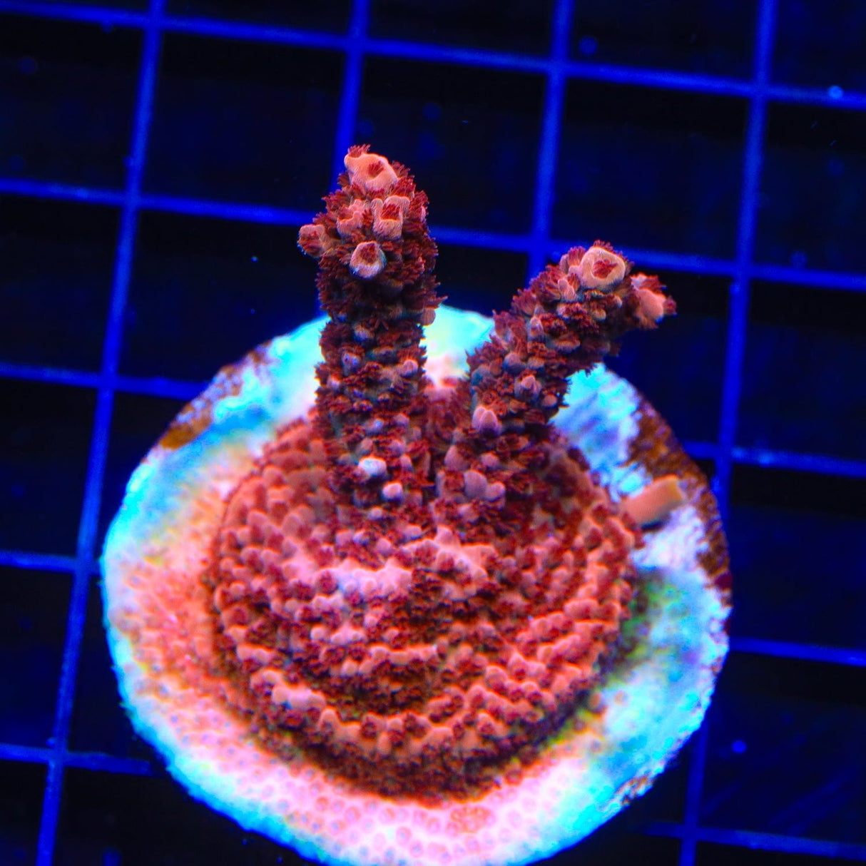 CB Maleficent Acropora Coral