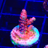 CB Maleficent Acropora Coral