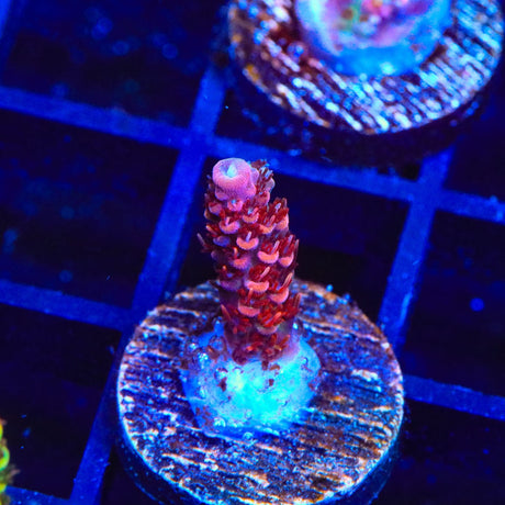 CB Maleficent Acropora Coral