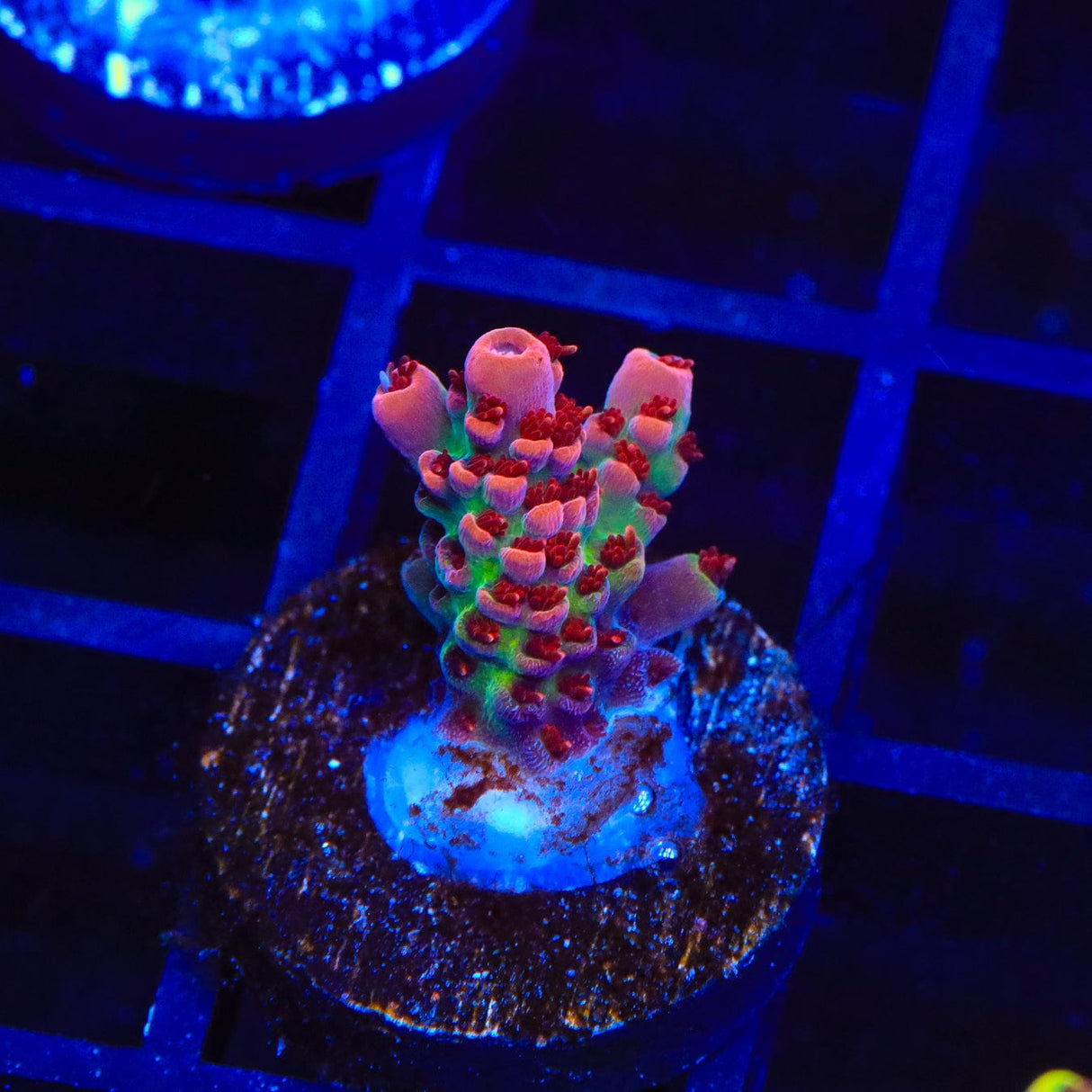 CB Maleficent Acropora Coral