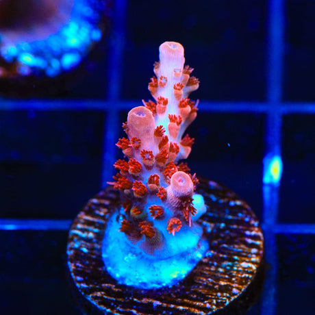 CB Maleficent Acropora Coral