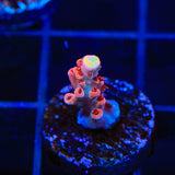 CB Maleficent Acropora Coral