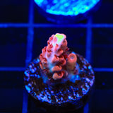 CB Maleficent Acropora Coral