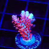 CB Maleficent Acropora Coral