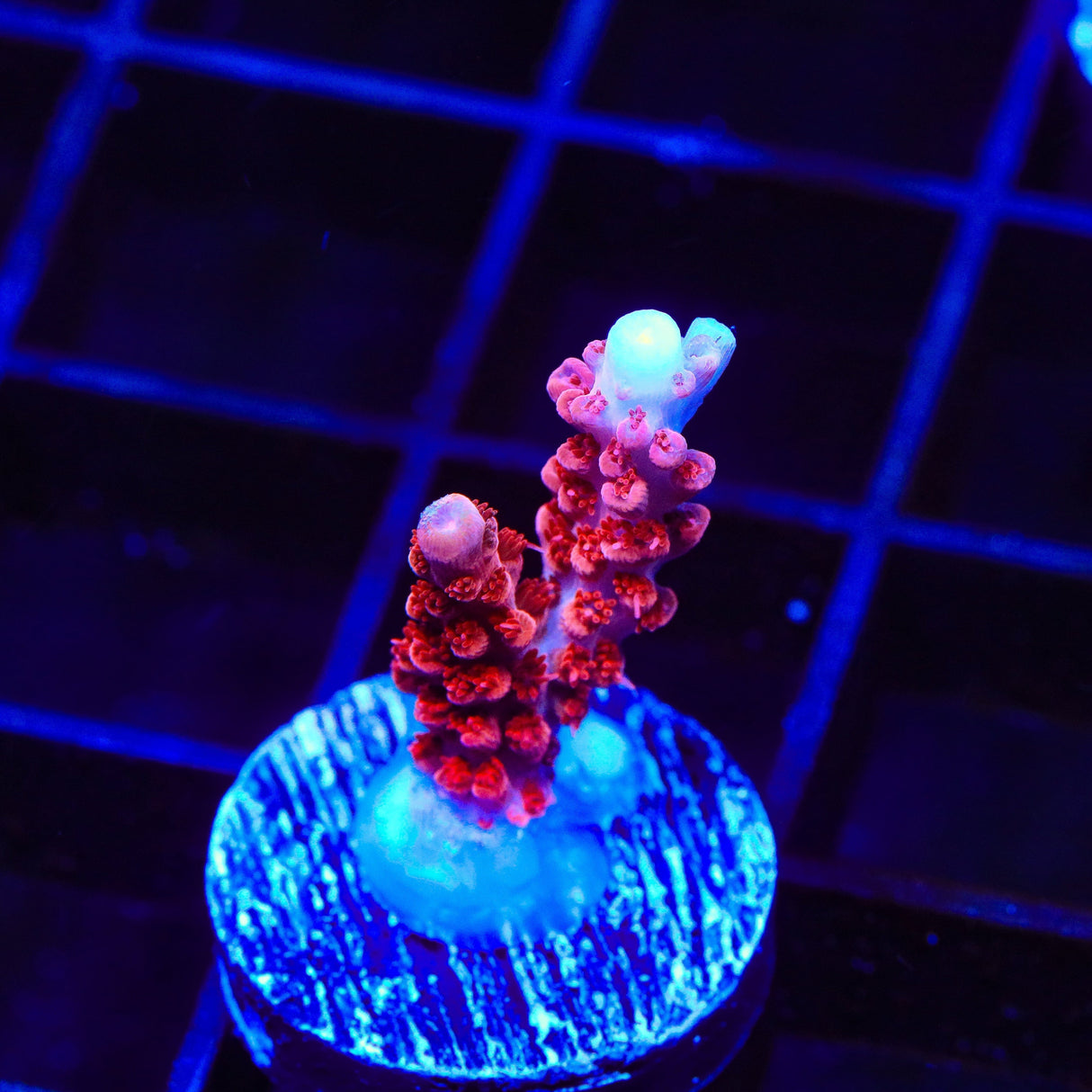 CB Maleficent Acropora Coral