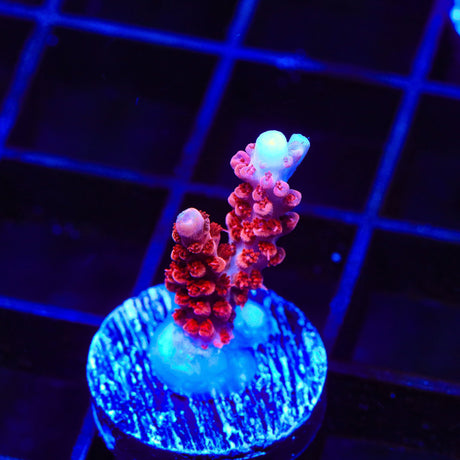 CB Maleficent Acropora Coral