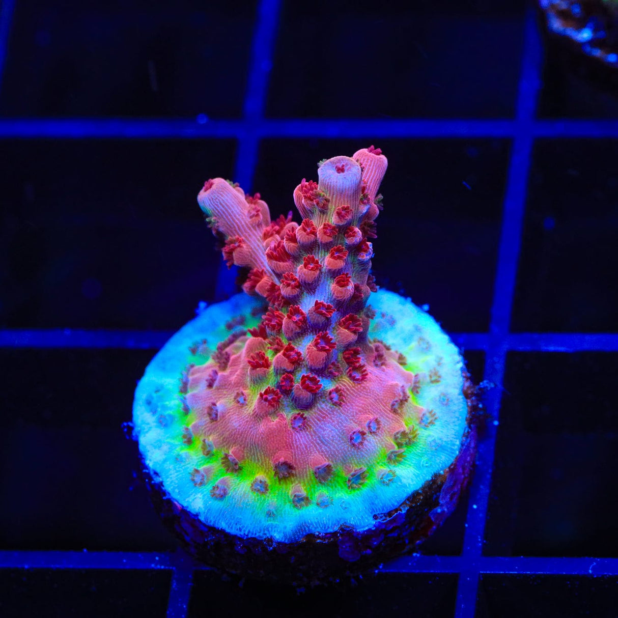CB Maleficent Acropora Coral
