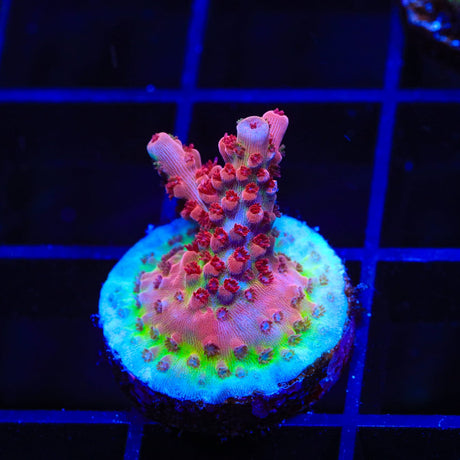 CB Maleficent Acropora Coral