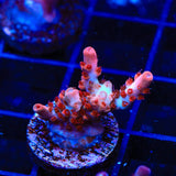 CB Maleficent Acropora Coral