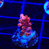 CB Maleficent Acropora Coral