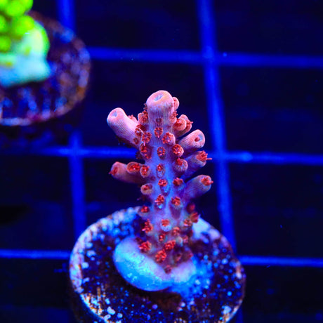 CB Maleficent Acropora Coral