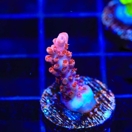 CB Maleficent Acropora Coral
