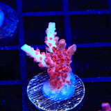 CB Maleficent Acropora Coral