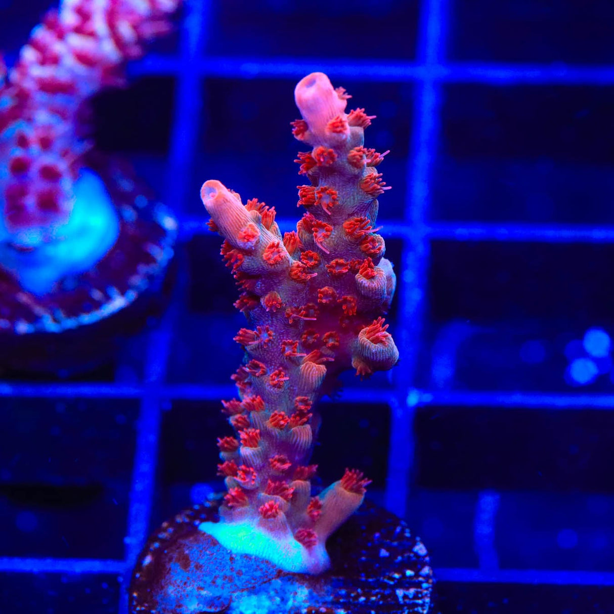 CB Maleficent Acropora Coral