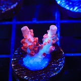 CB Maleficent Acropora Coral