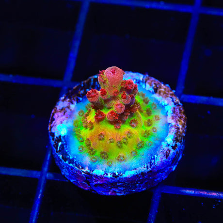 CB Maleficent Acropora Coral