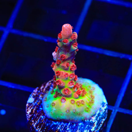 CB Maleficent Acropora Coral