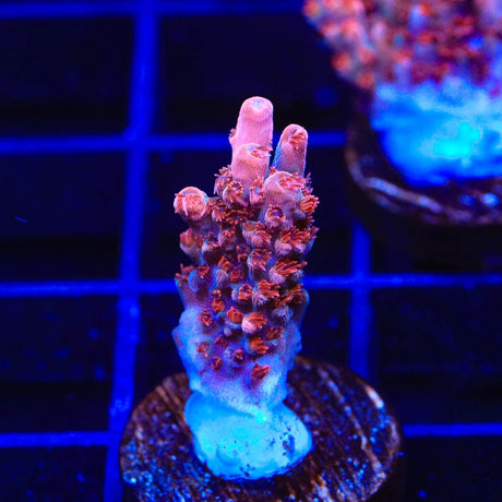 CB Maleficent Acropora Coral