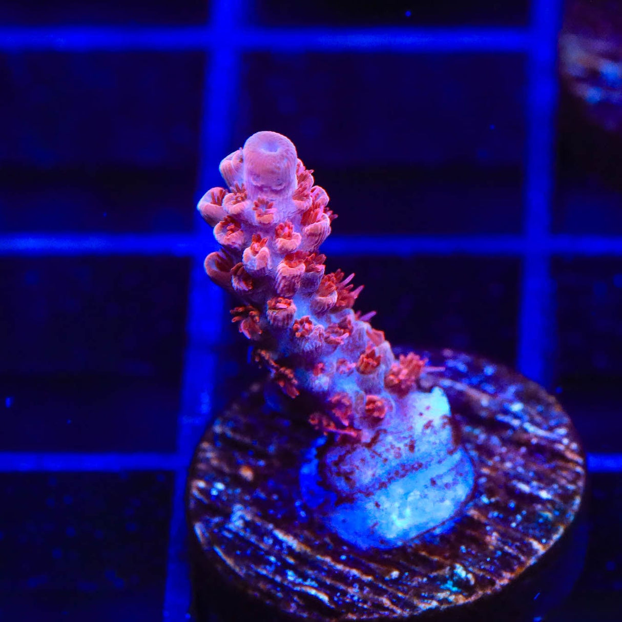 CB Maleficent Acropora Coral