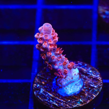 CB Maleficent Acropora Coral