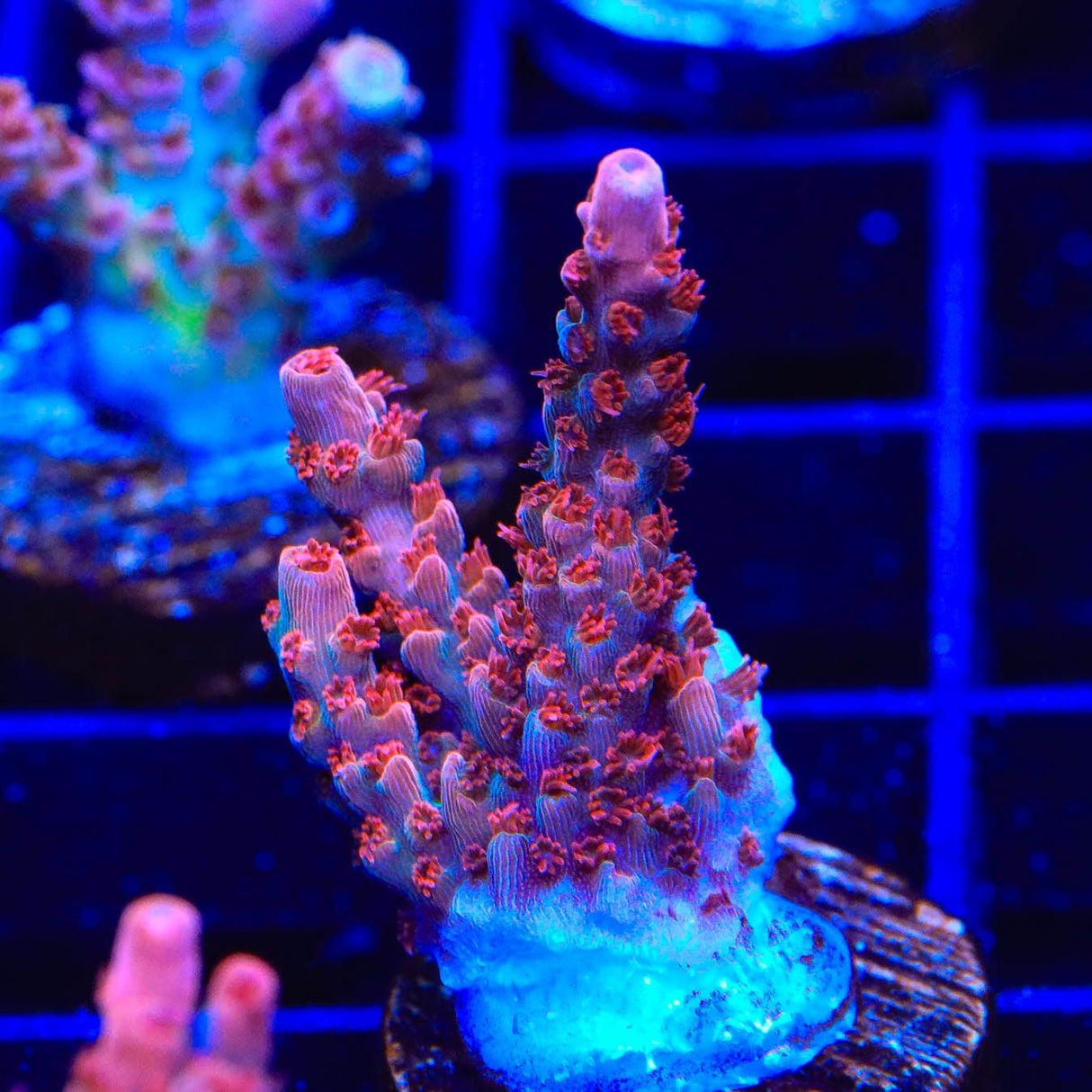 CB Maleficent Acropora Coral