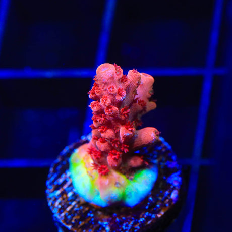 CB Maleficent Acropora Coral