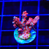 CB Maleficent Acropora Coral