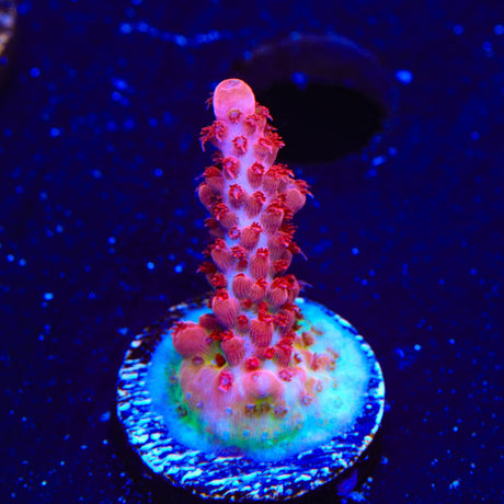 CB Maleficent Acropora Coral