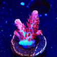 CB Maleficent Acropora Coral
