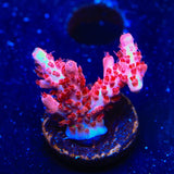 CB Maleficent Acropora Coral